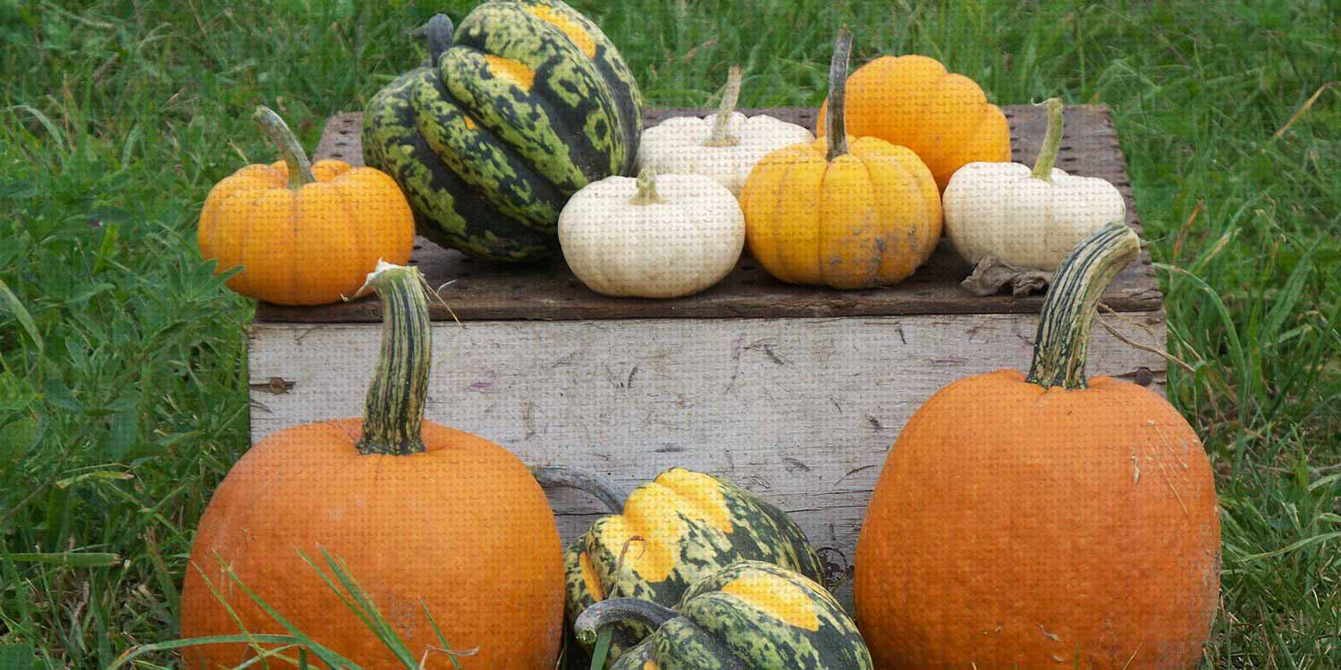 Working Farm Since 1852